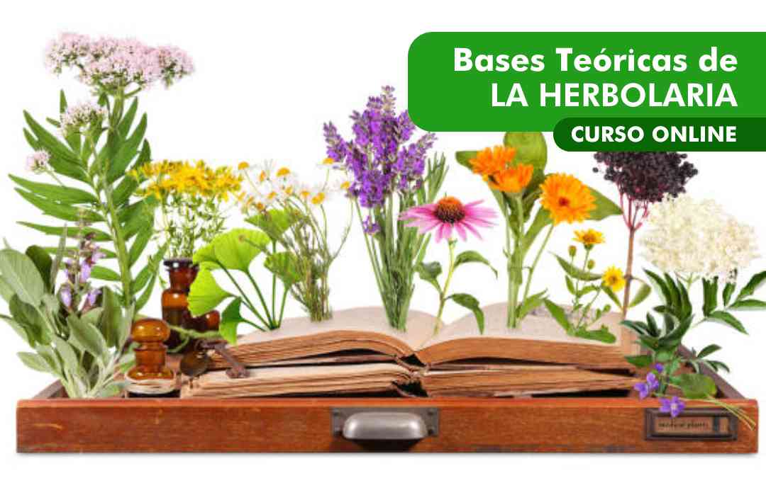 banner del curso BASES TEÓRICAS DE LA HERBOLARIA
