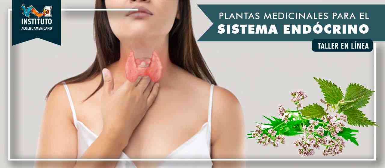 banner del curso PLANTAS MEDICINALES PARA EL SISTEMA ENDÓCRINO