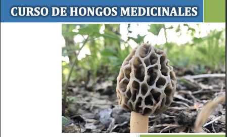 banner del curso: hongos medicinales