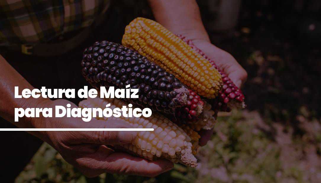banner del curso: lectura de maíz para diagnóstico 2
