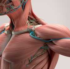 banner del curso: acupuntura y herbolaria: alivio y recuperación del sistema musculoesquelético